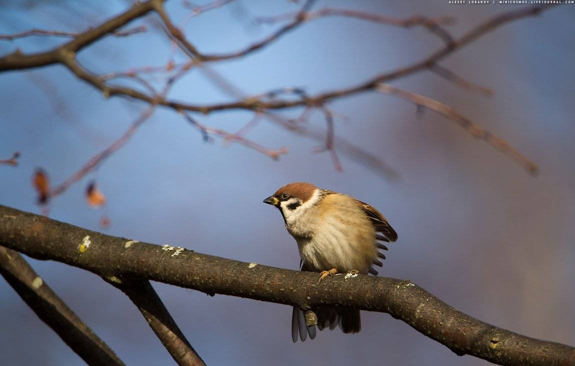 Воробей, Ярославская область, Алексей Лобанов