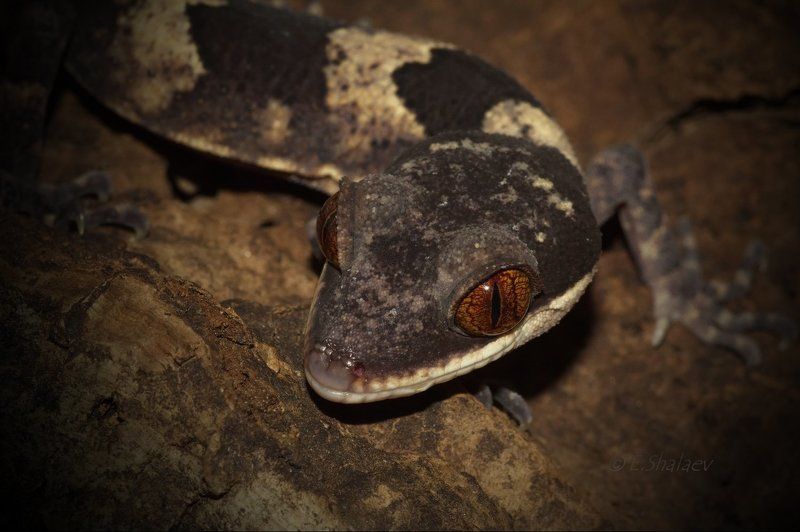 Bow-fingered gecko, Cyrtodactylus irianjayaensis, Геккон, Рептилии, Циртодактилюс ирьянджайский., Ящерица Живущие в ночи 5 фото превью