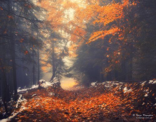 Magic Forest