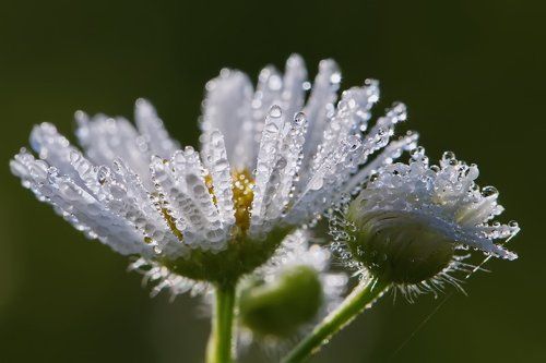 Раз ромашка, два ромашка...