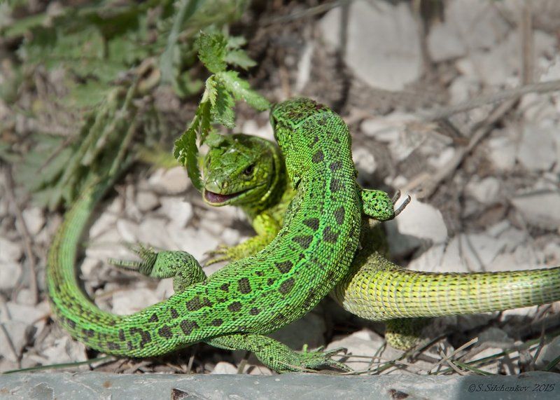Битва, Природа, СуроваяРеальность, Ящерица Суровая реальность... фото превью