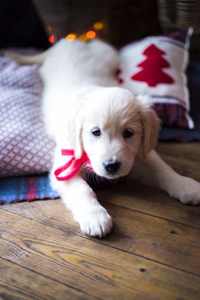 Золотистый ретривер, Щенок, Аксёнова Олеся