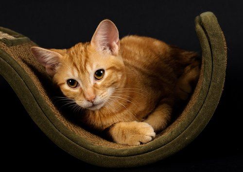 Рыжик - Ginger