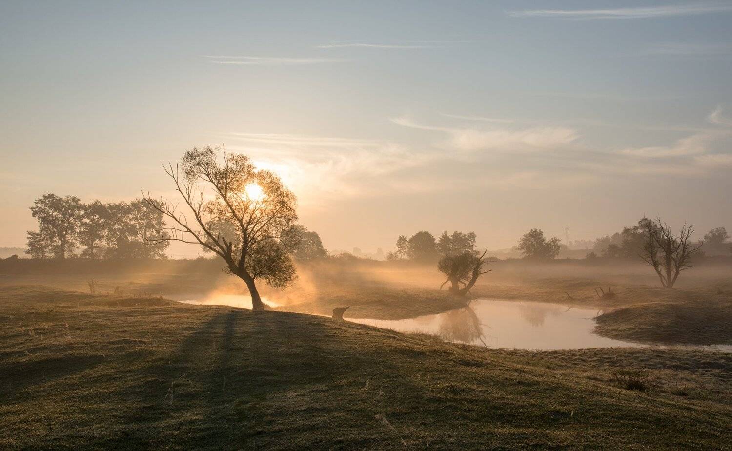 , Николай Шахманцир