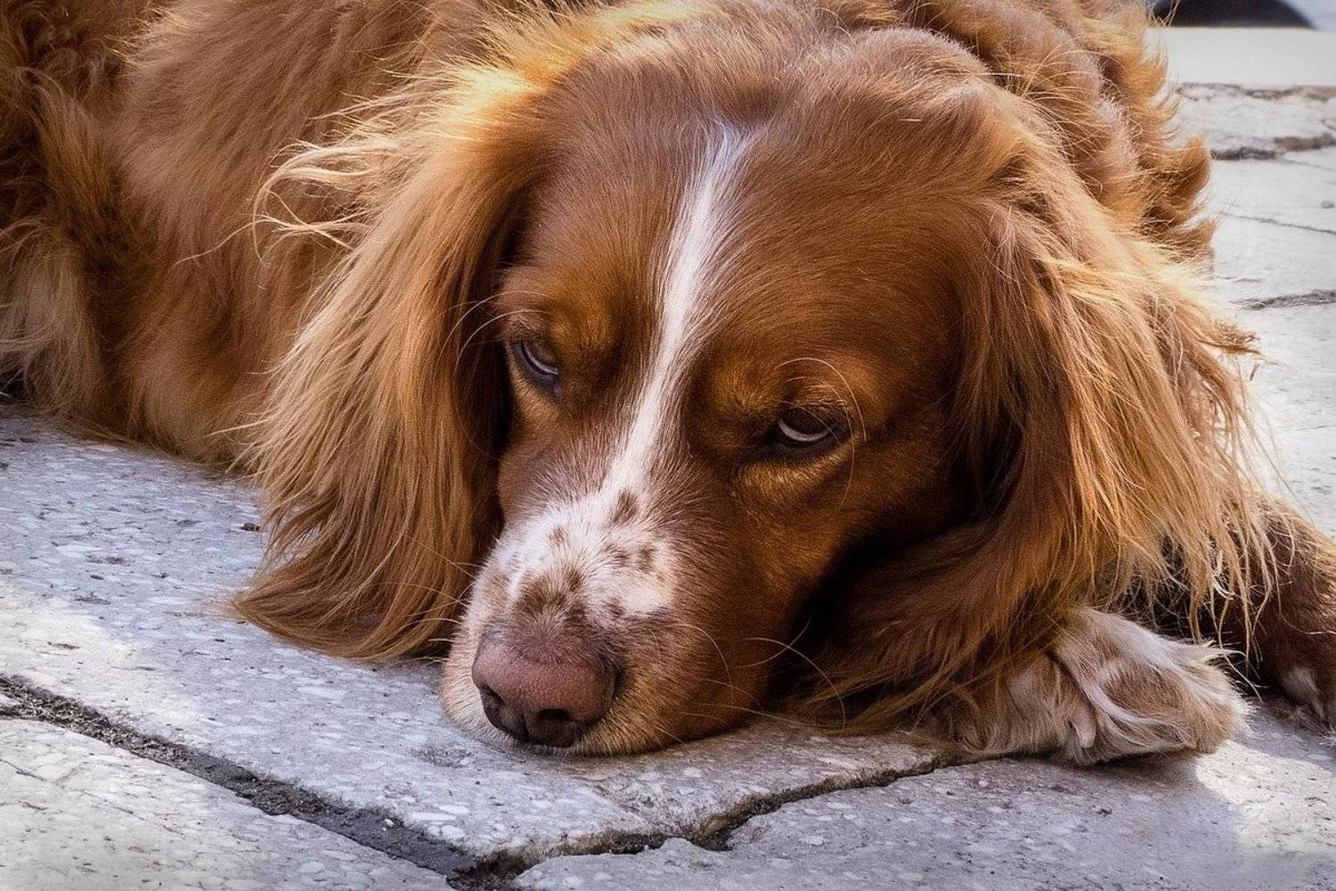 собака, рыжий пес , , Лидия Киприч