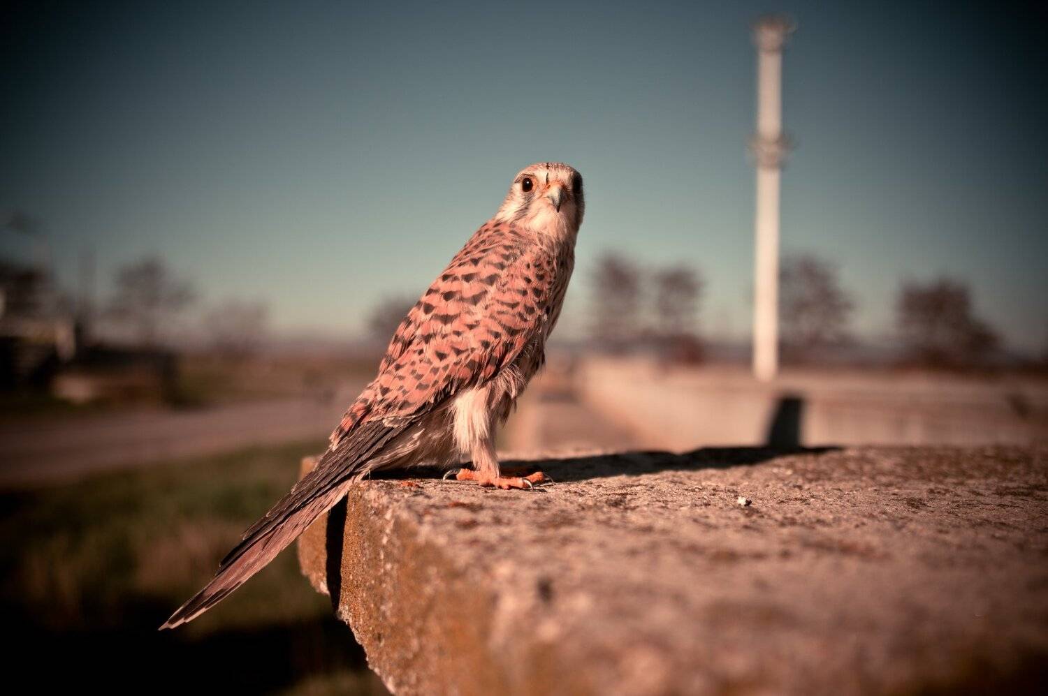 bird, animal, wild,, Boris Preslavski