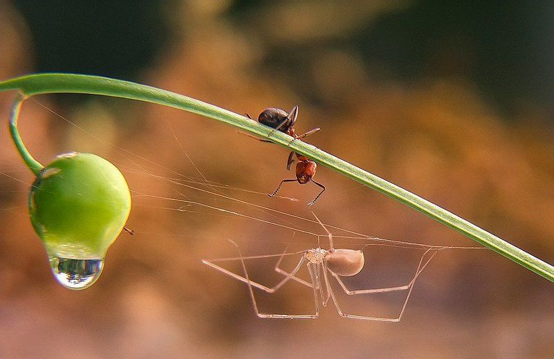 Что вы на меня смотрите, отец родной? На мне узоров нет и цветы не растут. фото превью