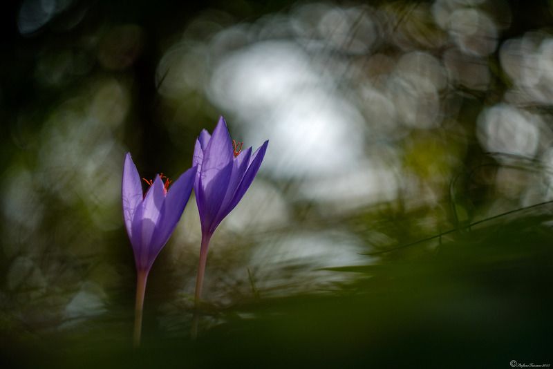Saffron фото превью