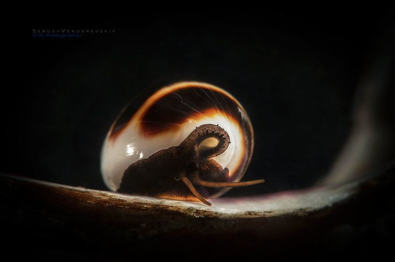 Жизнь в тенях. фото превью