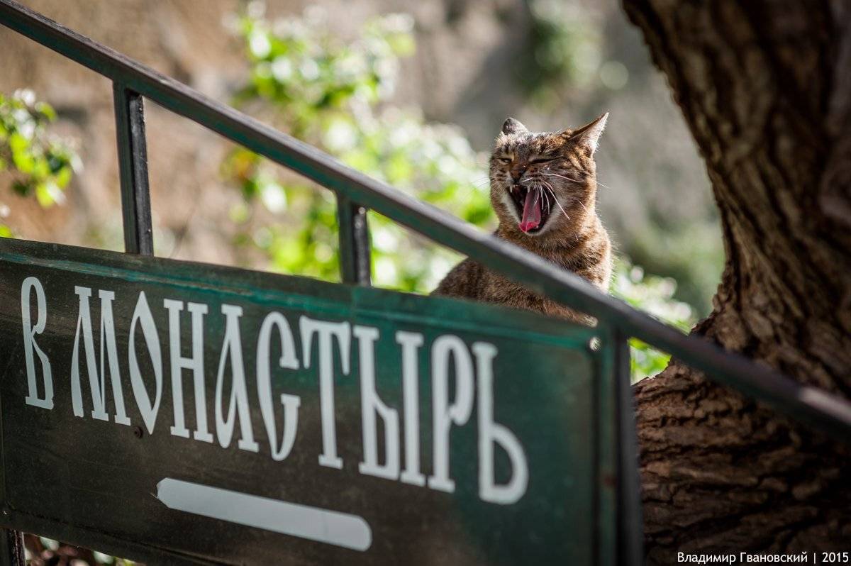 , Гвановский Владимир
