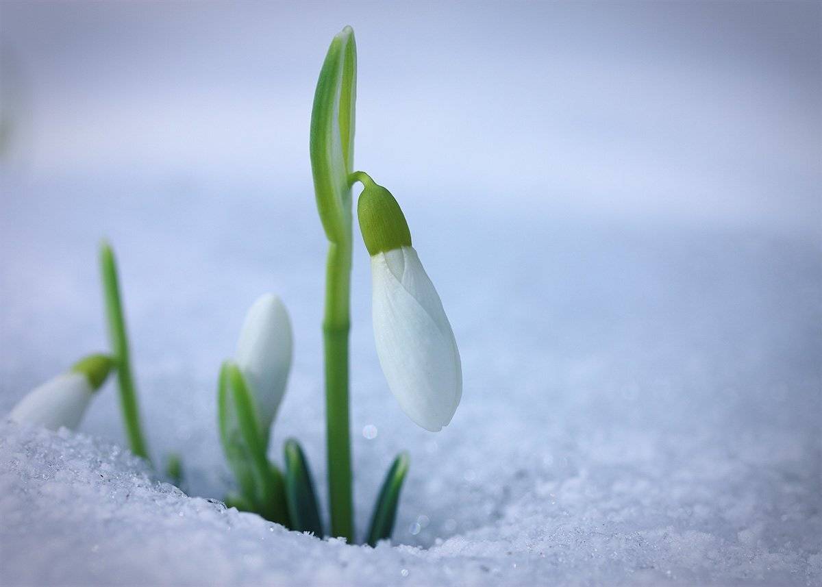 , Роман Рысь