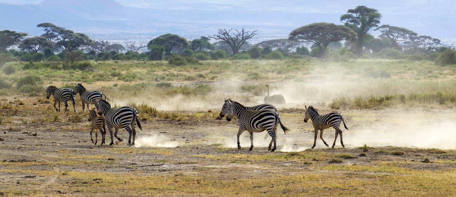 зебры, саванна, африка, кения, Марина Мудрова