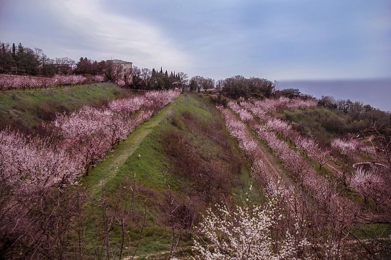 Весна, Крым, Природа, Цветение  фото превью