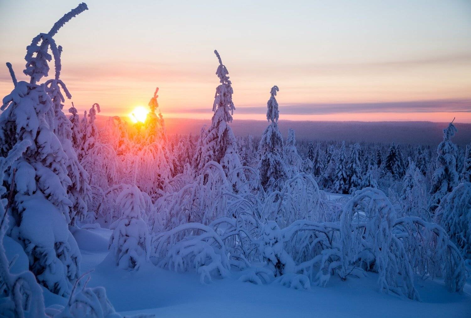 зима закат ели, Савицкий Ян