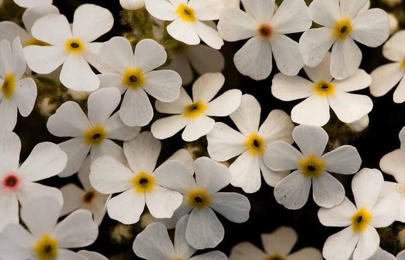 Цветастая фото превью