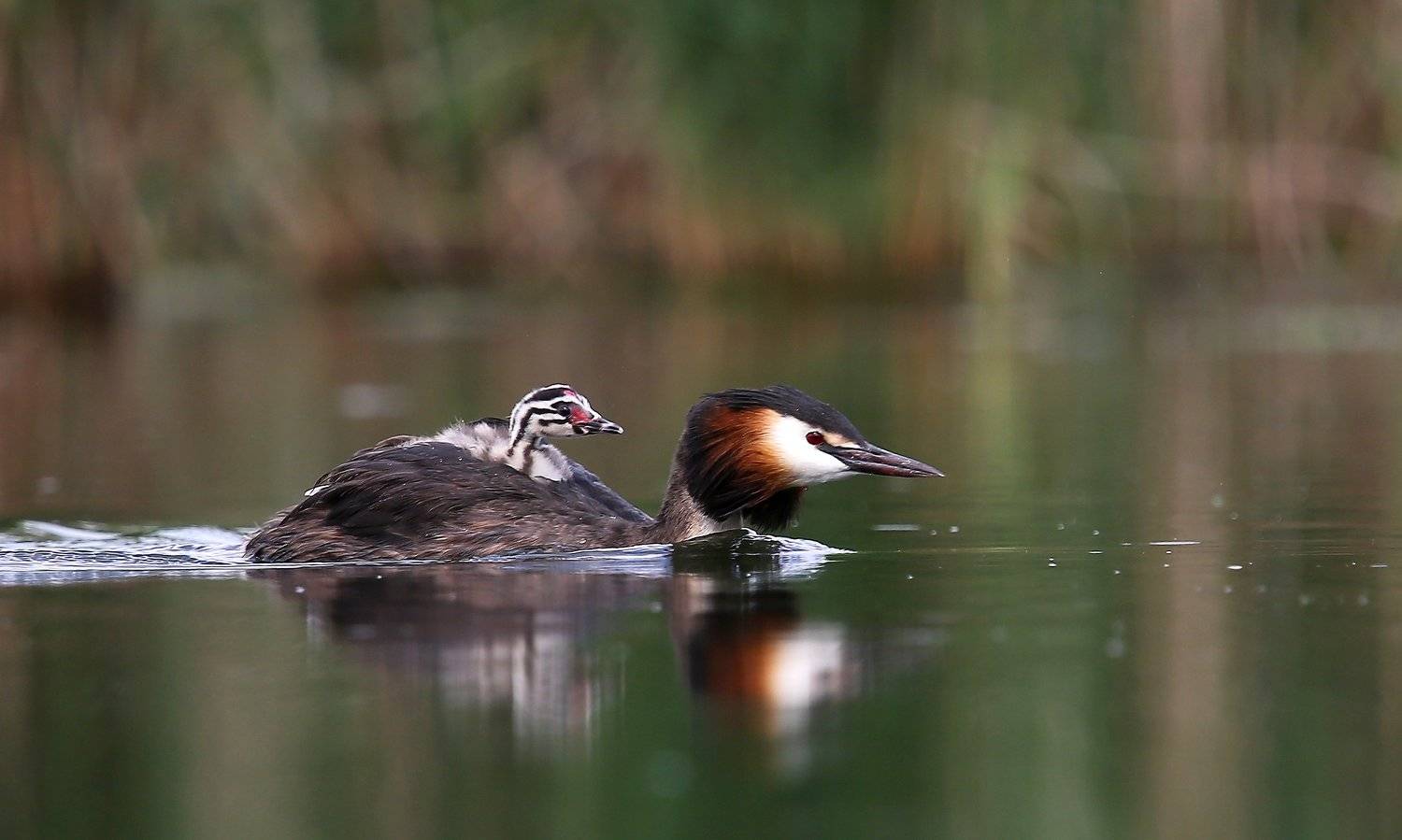 #birds, #fauna, #Grebe, #nature, #wildlife, #природа, #птицы, #фауна, Константин Слободчук