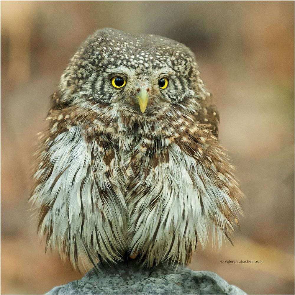 , Валерий Субачев