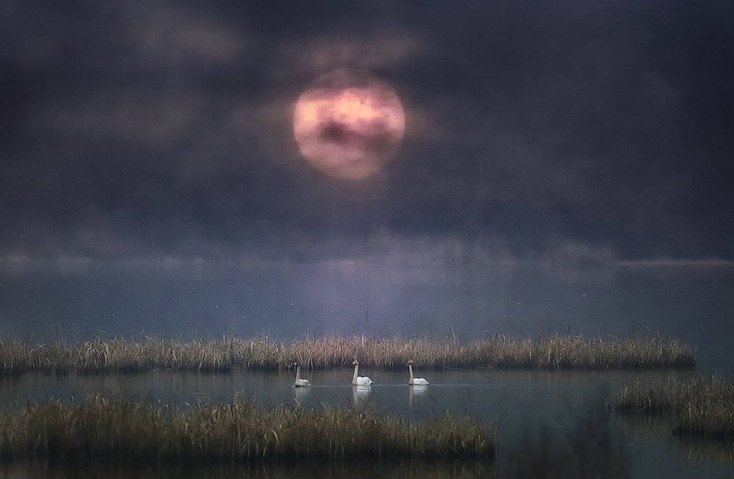 Swan Lake. Автор: KIM SUK EUN , KIM SUK EUN