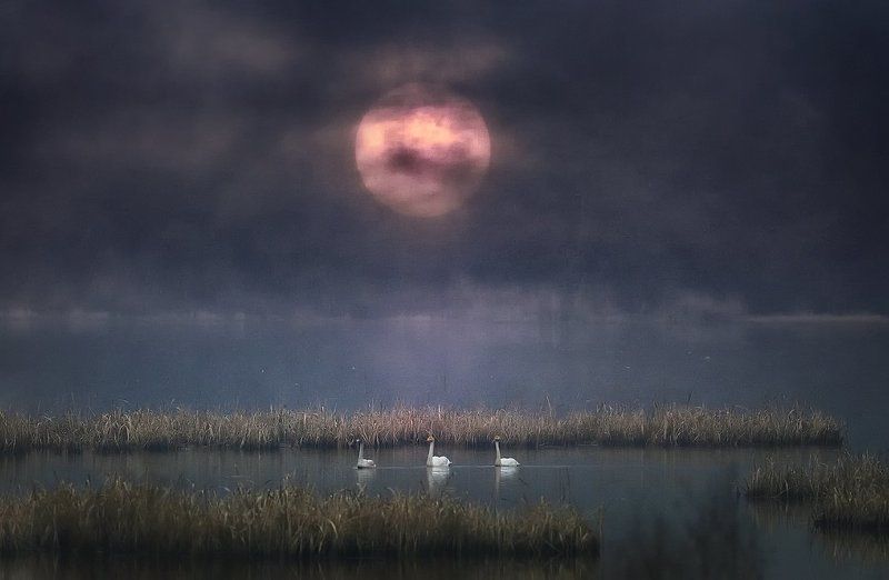 Swan Lake фото превью