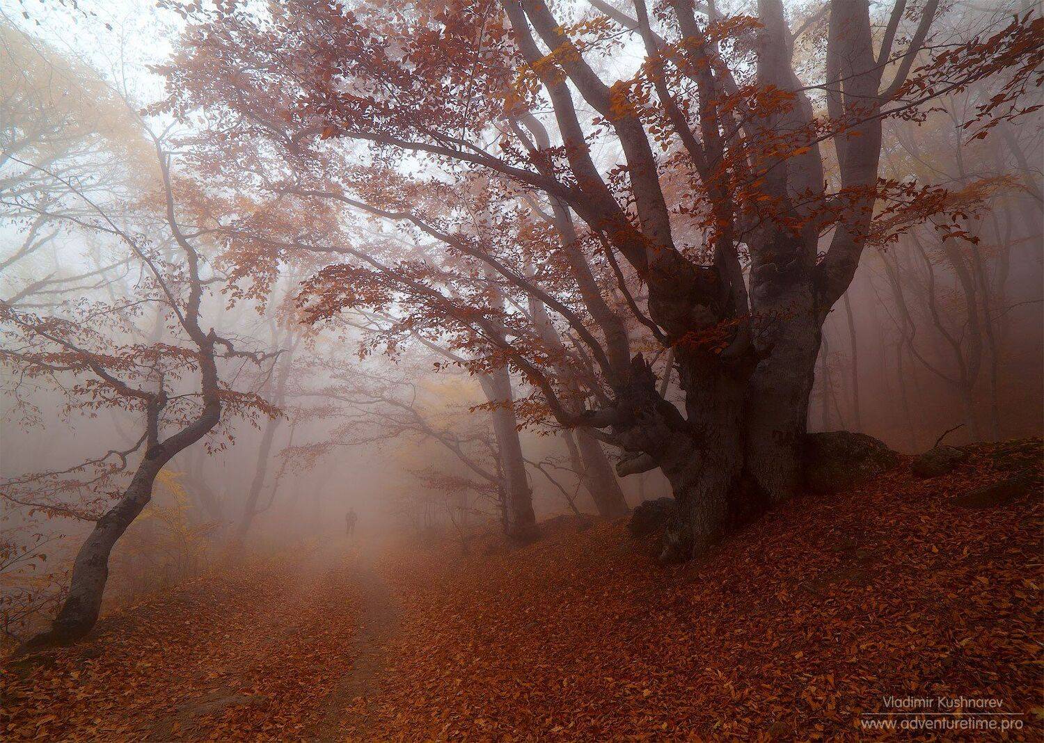 , Vladimir Kushnarev