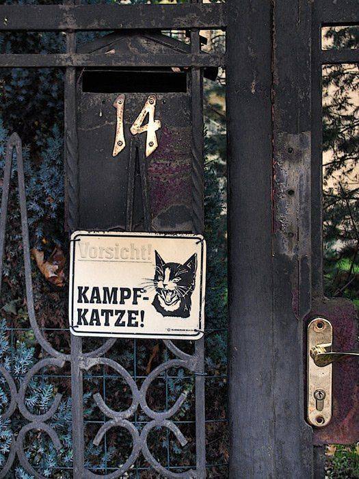 кошка, дом, улица, Maria V. Gorskaya