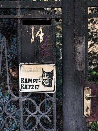 Осторожно! Злая... Кошка!