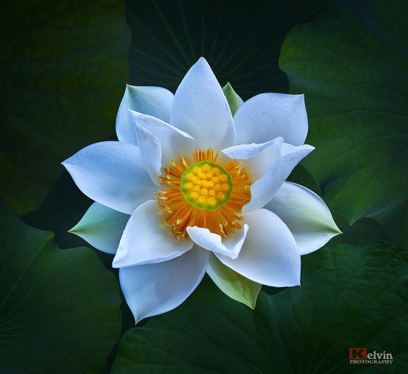 Sen Trắng фото превью