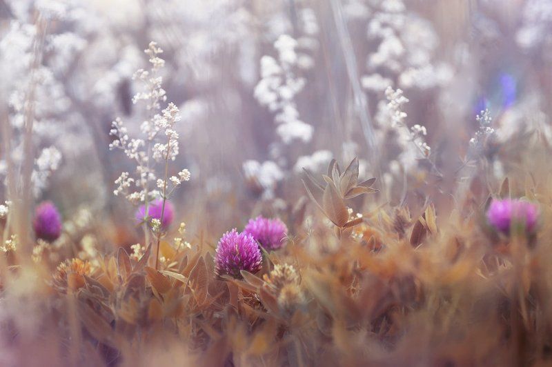 *** фото превью