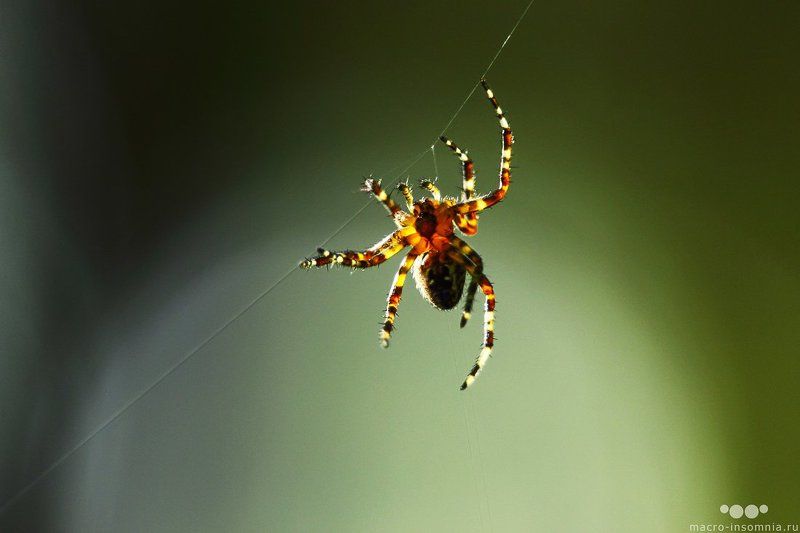 макро, насекомые, паук, на ниточке, паутина, macro-insomnia, На ниточке фото превью