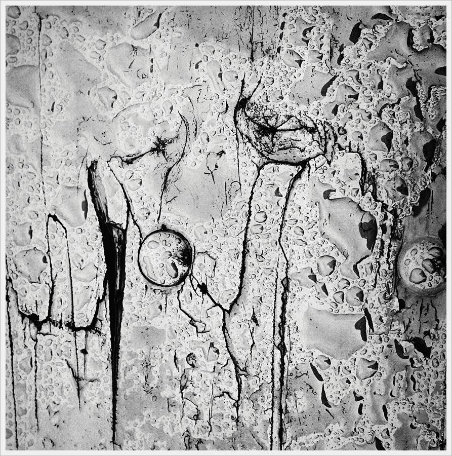 , Krzysztof Trojanowski