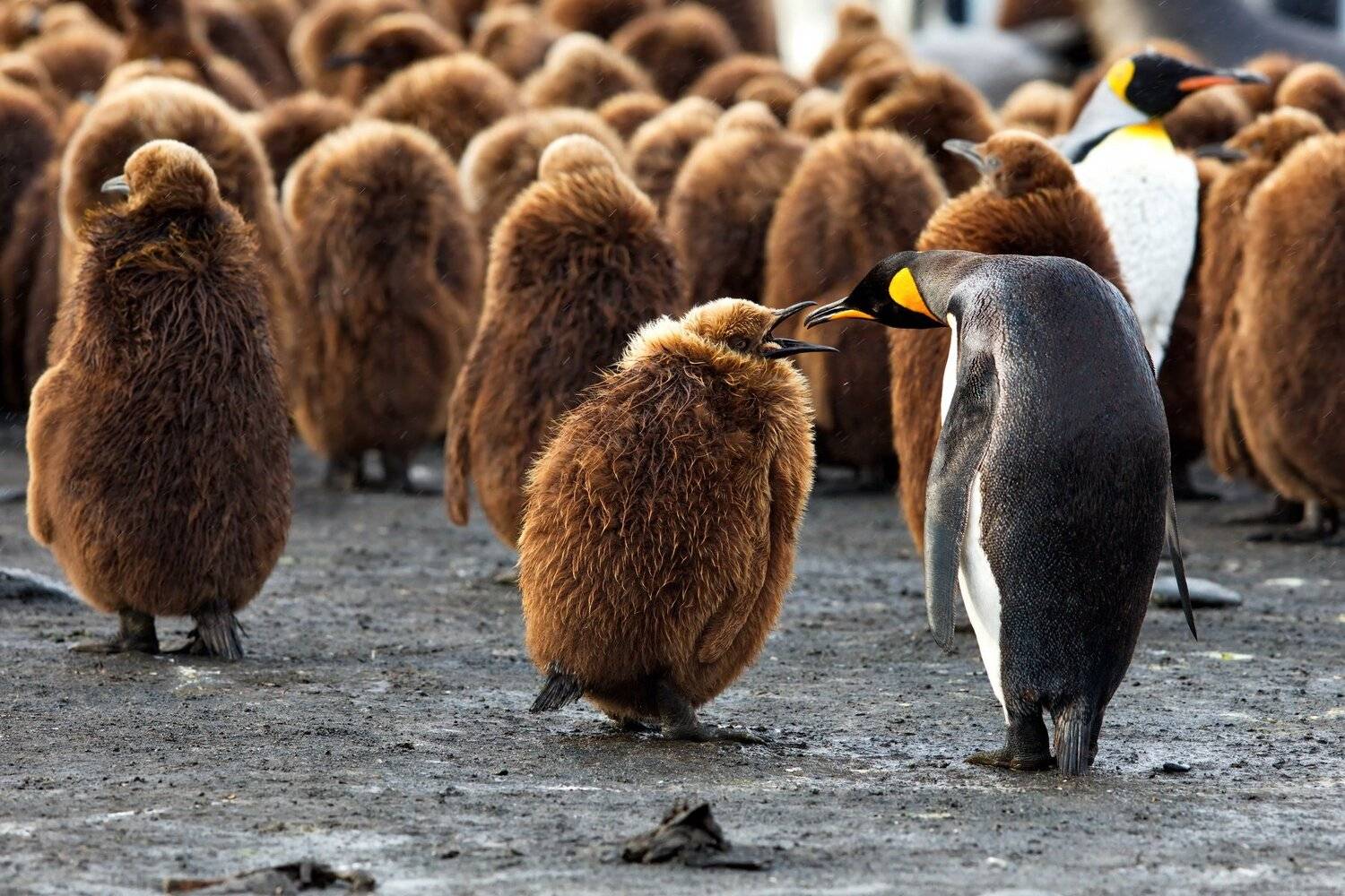 , Александр Перов