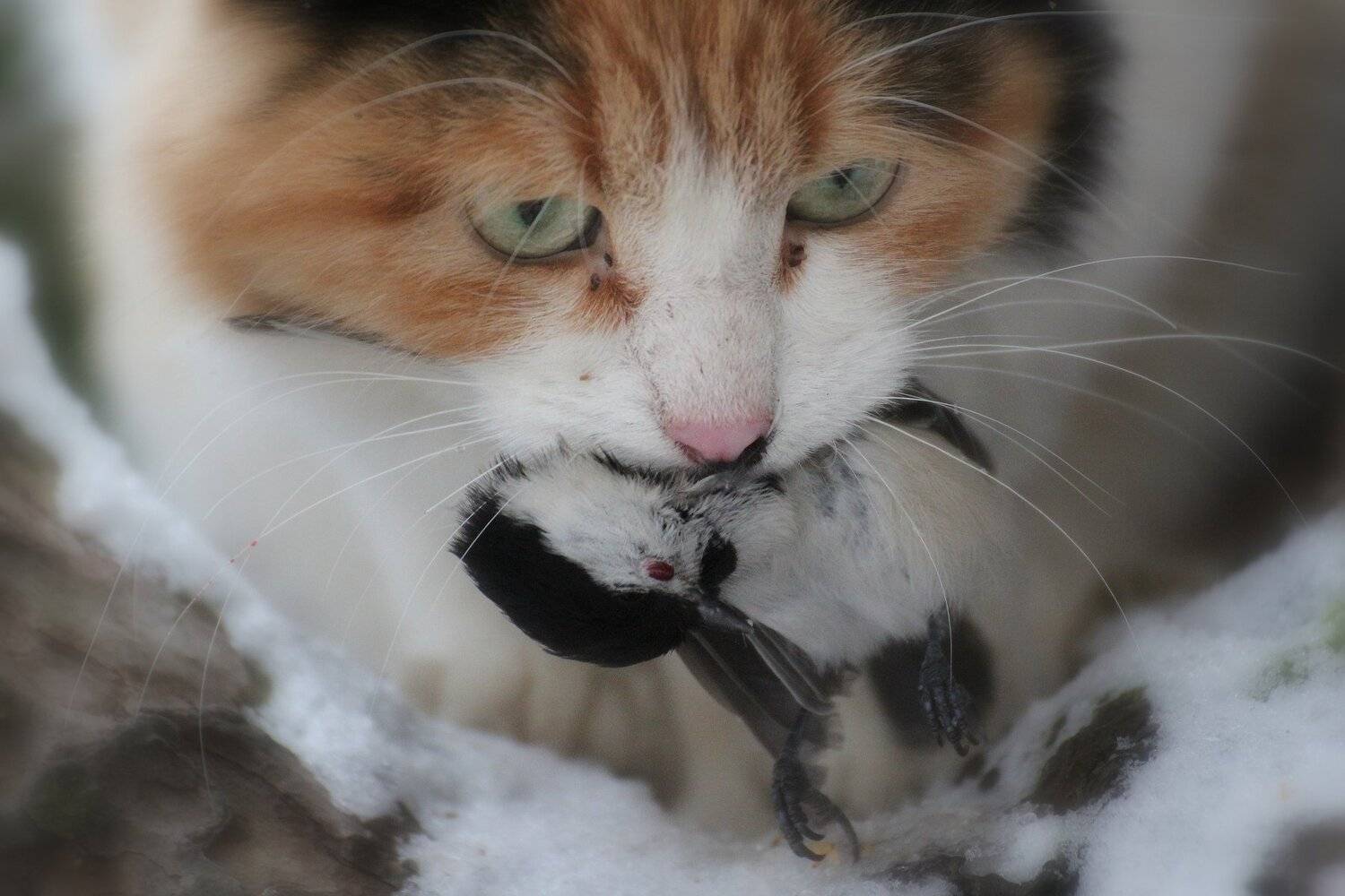 , Евгения Малафеева