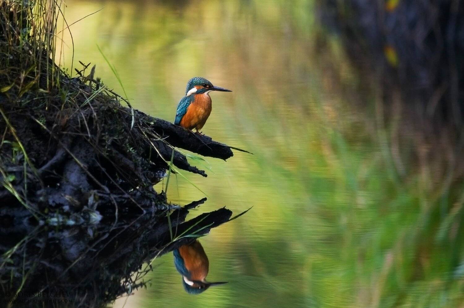 , Борис Белчев