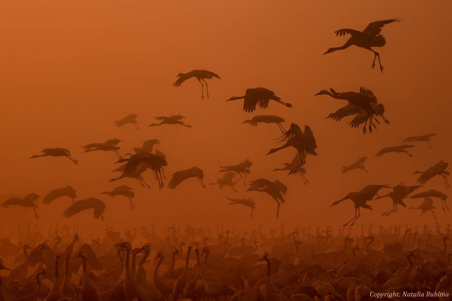 армия, восход, восход солнца, декабрь, животные, журавли, заповедник, золотой рассвет, настроение, осень, пожар, полёт, природа, птицы, рассвет, свет, стая, утро, Наталья Рублина
