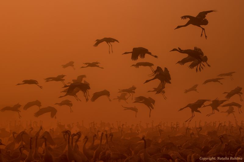 армия, восход, восход солнца, декабрь, животные, журавли, заповедник, золотой рассвет, настроение, осень, пожар, полёт, природа, птицы, рассвет, свет, стая, утро Журавушки на золотом рассвете ... фото превью