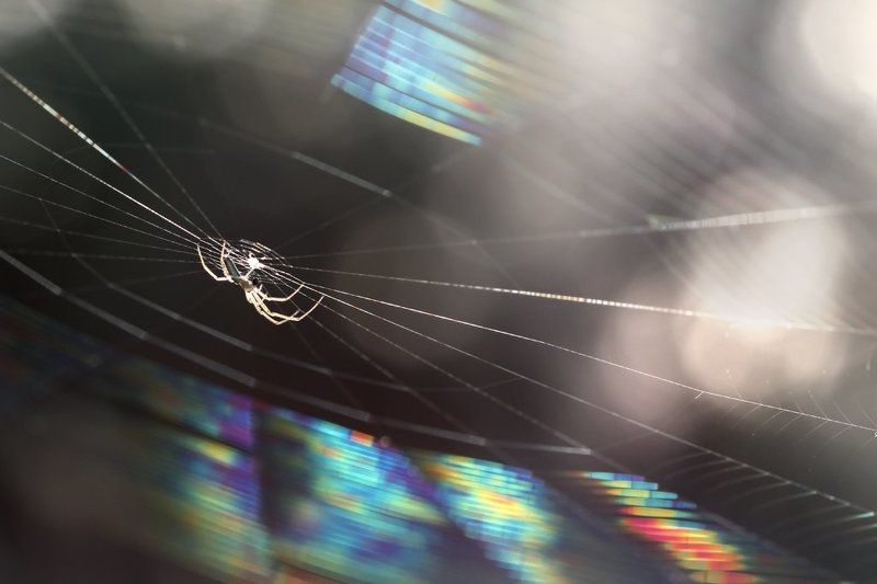 природа, паук, паутина, макро Радужная паутина фото превью