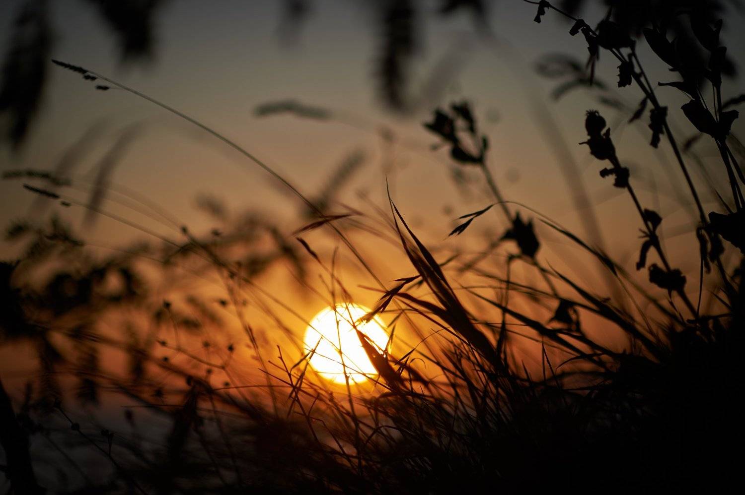 солнце, закат, трава, Григорий