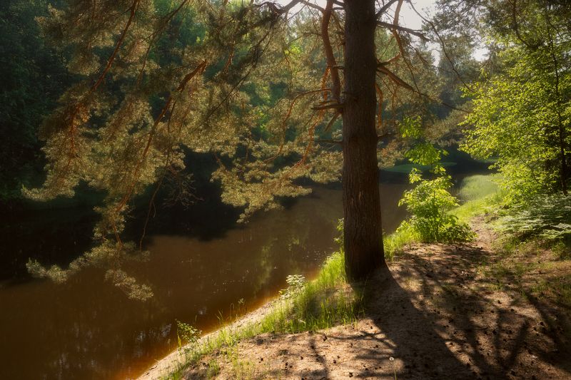 лето, солнце, сосна, река Сосна, освещенная солнцем фото превью