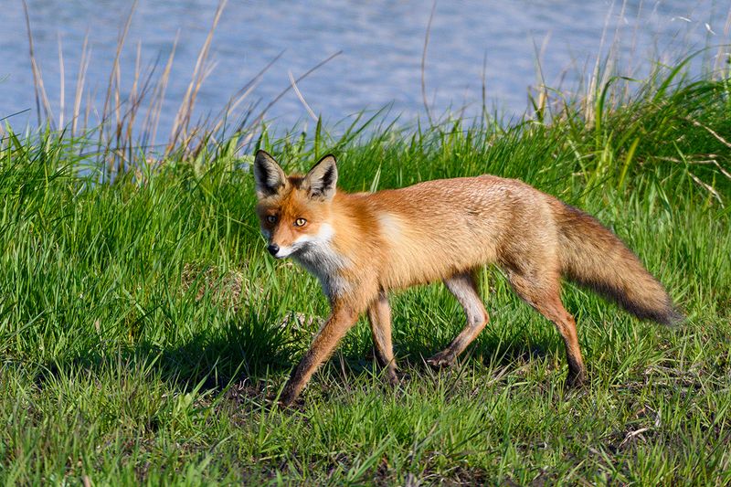 На прогулке фото превью