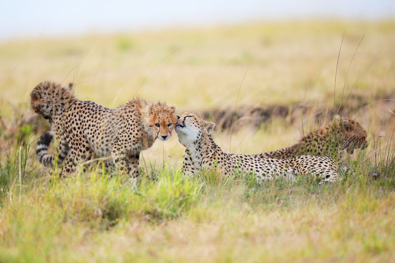 фото превью