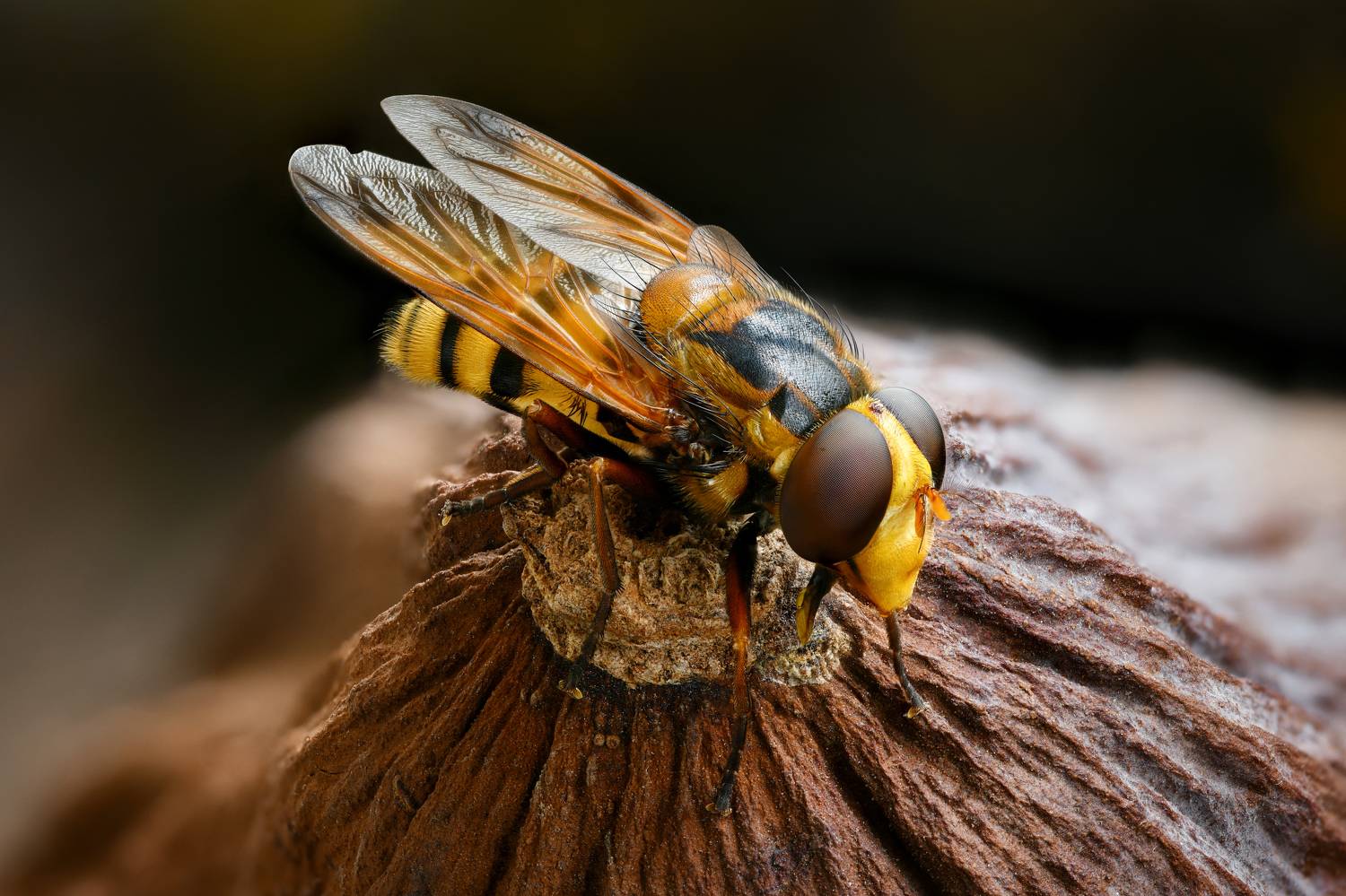 , Антон Финевич