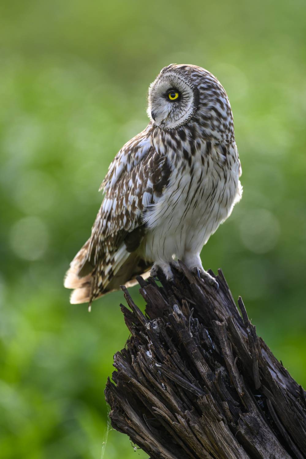 , Пупонин Сергей