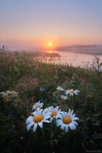 Летние туманы