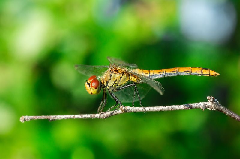 Sympétrum Sanguin (Sympetrum sanguineum) red dragonfly фото превью