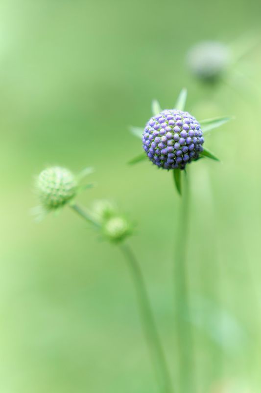 цветы Лесные цветы фото превью