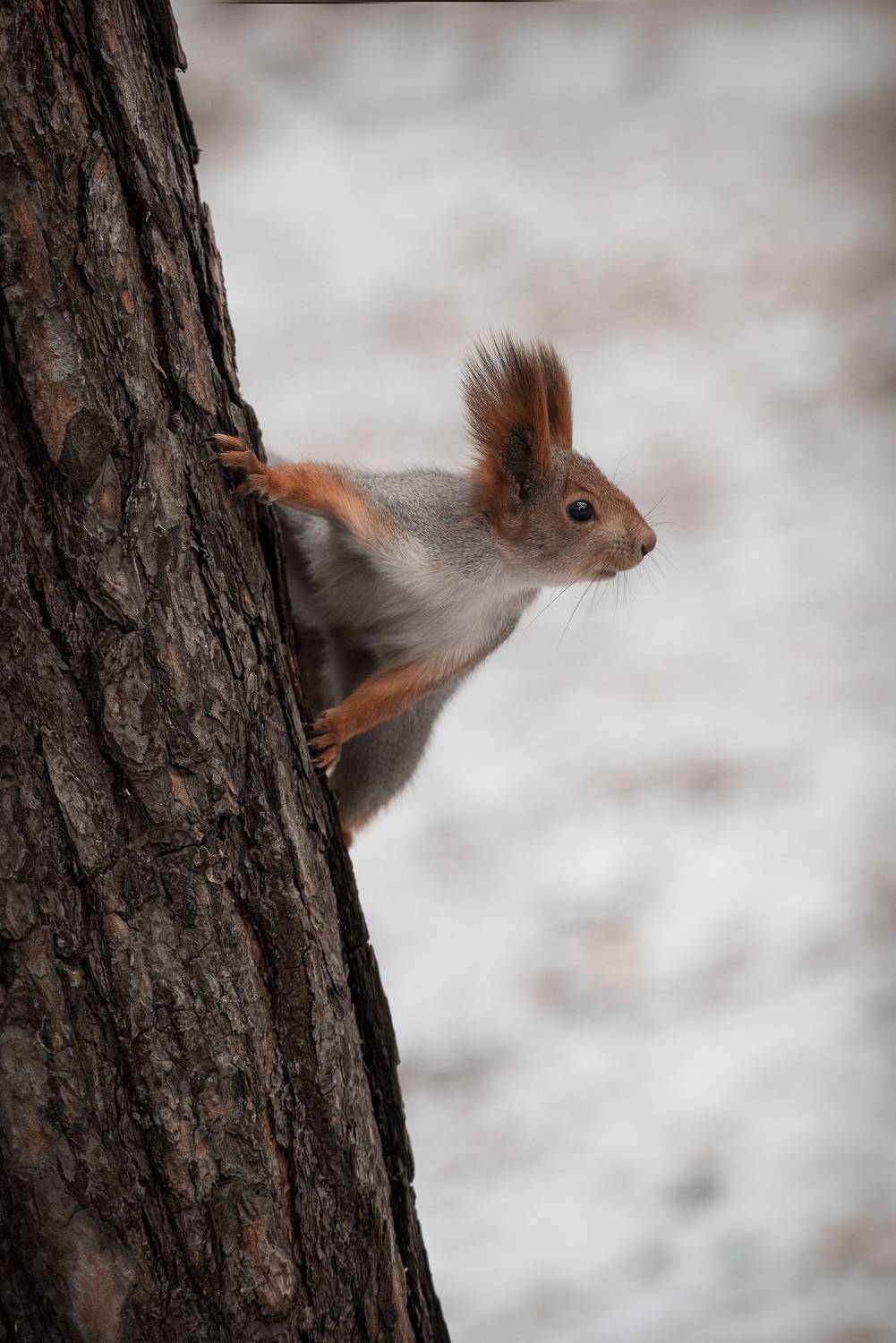 , Рагинская Ольга