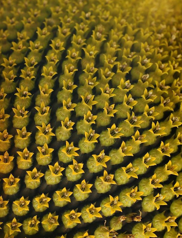 Sunflower фото превью