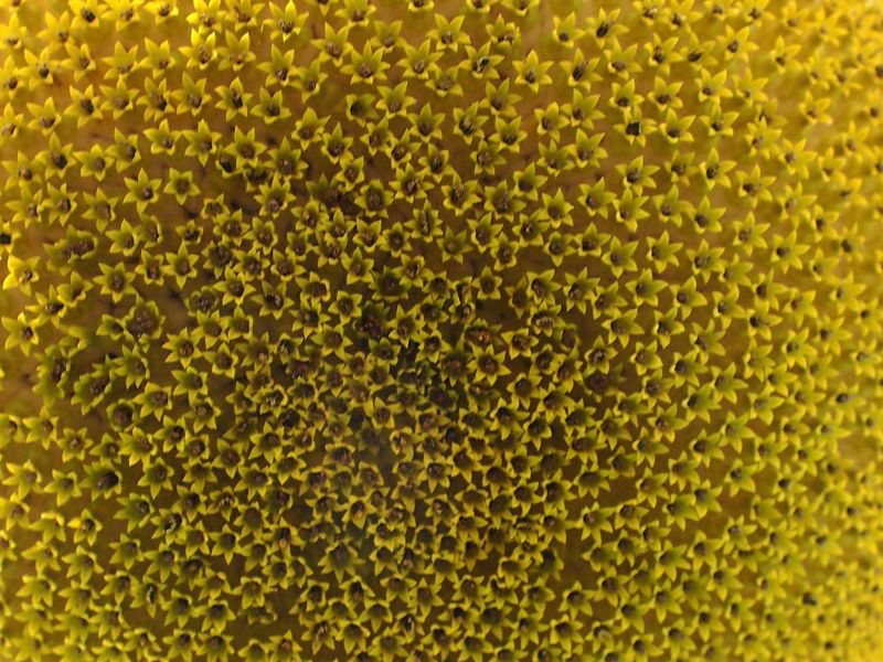 Sunflower фото превью