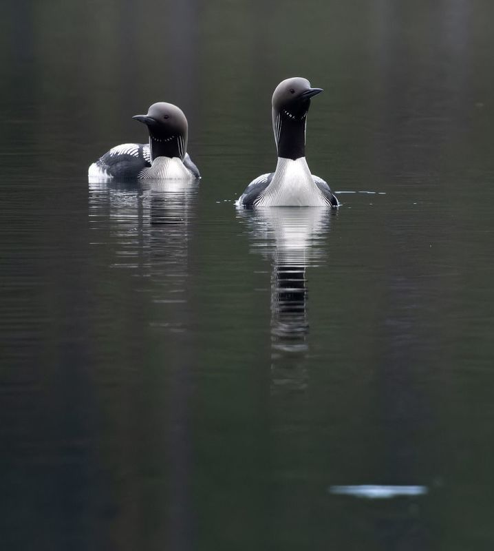 гагара, птица, водоплавающая, озеро, отражение чб богатство природы фото превью