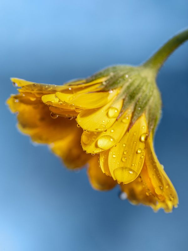 цветок, цветы, флора, календула Календула фото превью